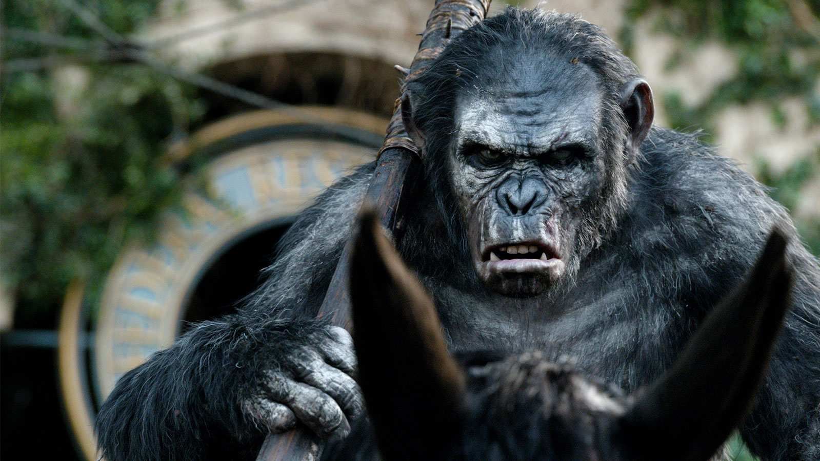 What kind of ape is Koba?