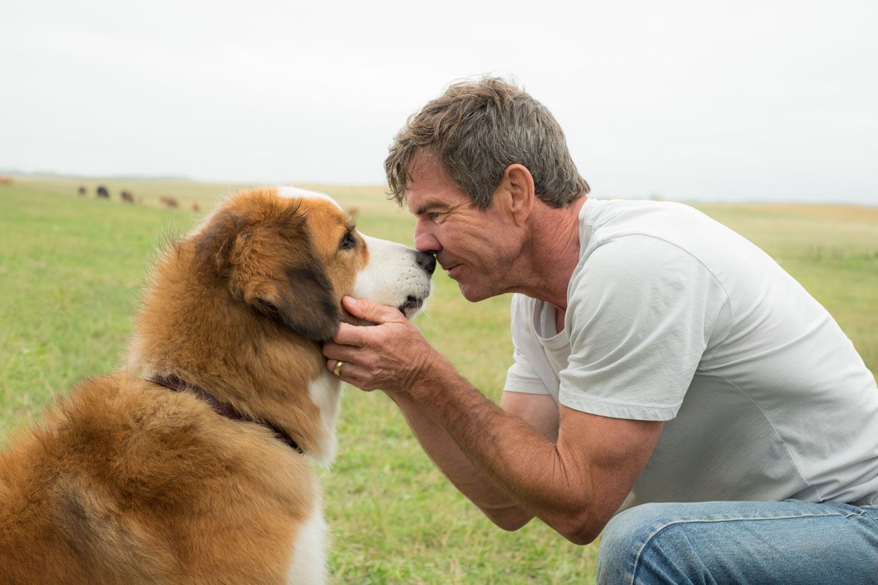 Image result for a dog's purpose movie images