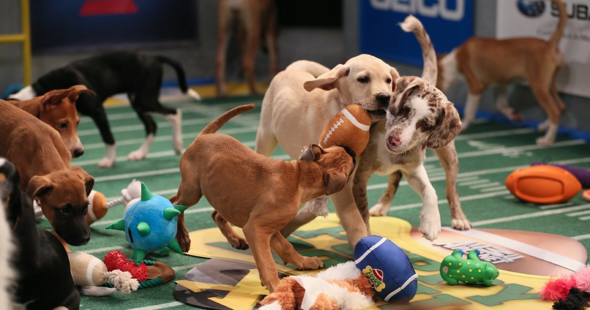 Puppy Bowl Go Behind the Scenes of the Year's Cutest Event Collider