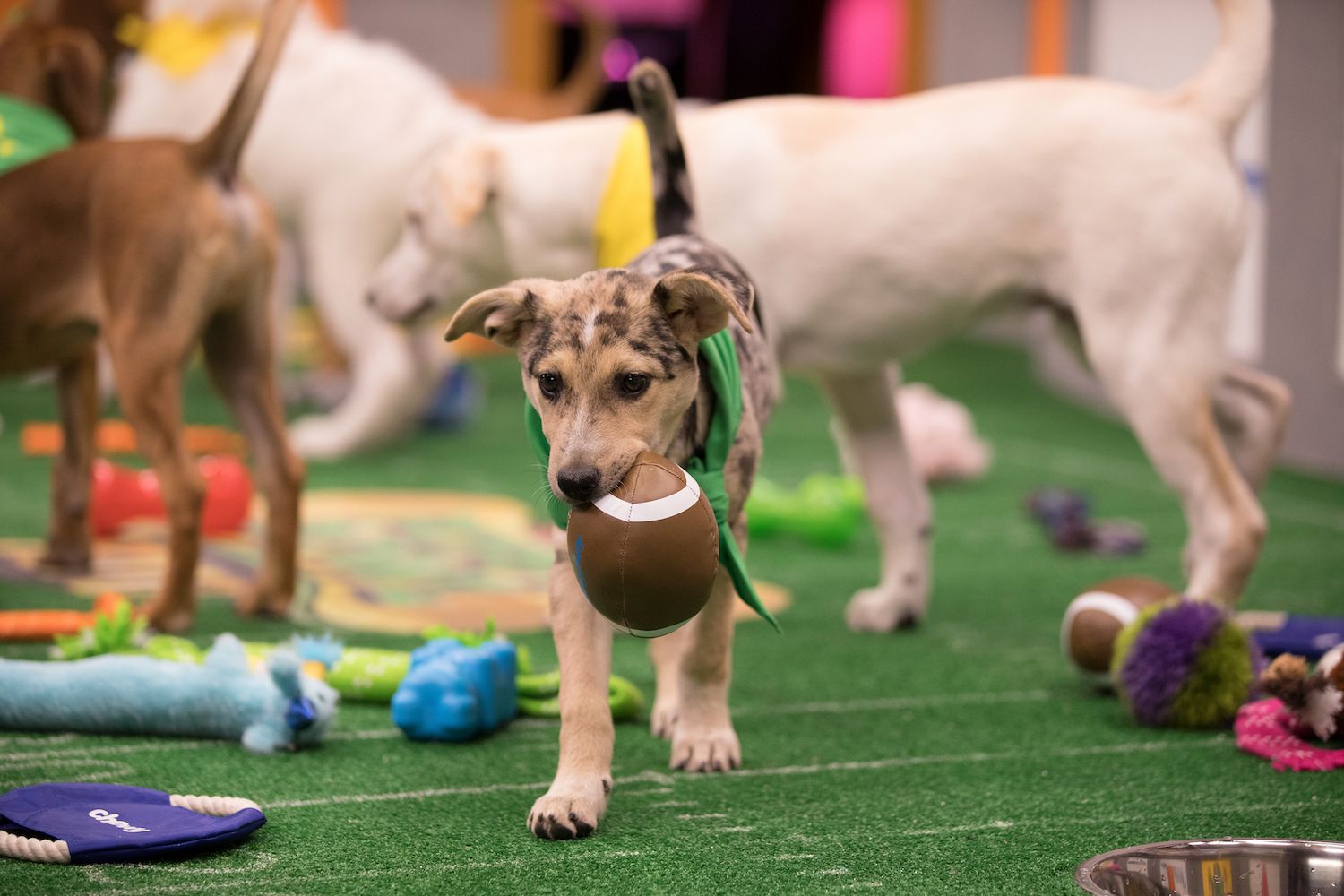 Puppy and Kitten Bowls Provide a Much Needed TV Break Collider